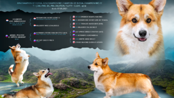 Кобель для вязки Вельш Корги Пемброк