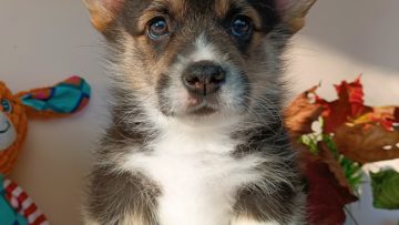 Щенки Корги, Купить корги, Питомник корги